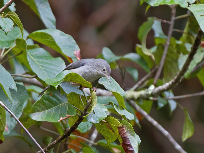 Chirinda ApalisCanon 7D600mm focal length1/200 sec exposureF6.3ISO 400