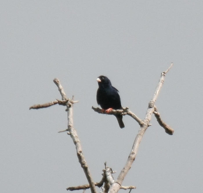 Twinspot IndigobirdCanon 40D400mm focal length