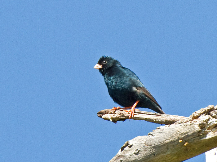 Twinspot IndigobirdCanon 7D600mm focal length1/500 sec exposureF7.1ISO 400