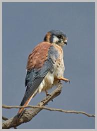 American Kestrel