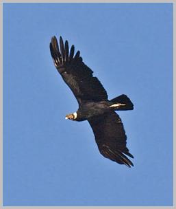 condor-andean_3946_cr