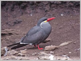 tern_inca_4252