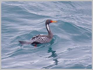 cormorant-red-legged_4211