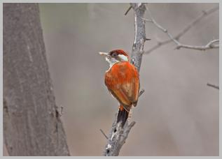 woodpecker-scarlet-backed_4509