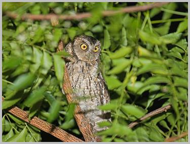 owl-west-peruvian-screech_2487