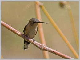 sheartail-peruvian_3860