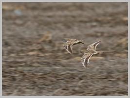 seedsnipe-lesser_6268.jpg