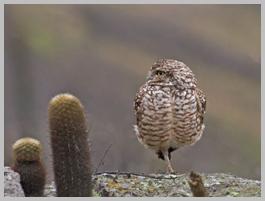 owl-burrowing_6173