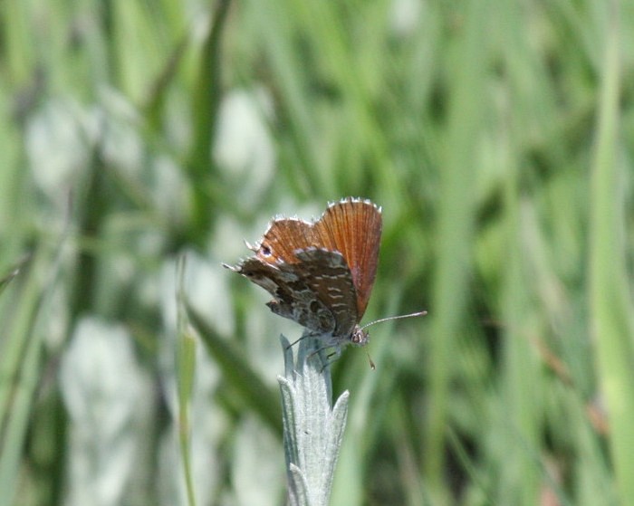 Water Geranium Bronze